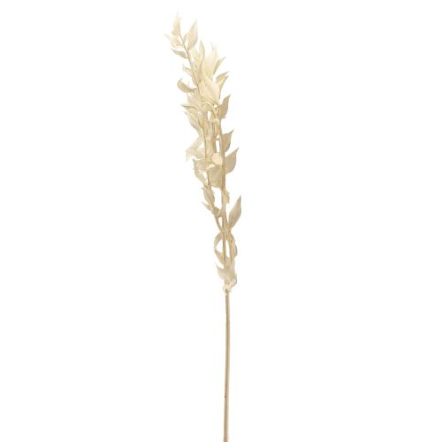 Prodotto Ramo decorativo essiccato di Ruscus Ruscus sbiancato 62 cm 1 pezzo