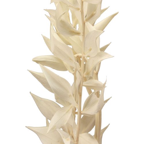 Prodotto Ramo decorativo essiccato di Ruscus Ruscus sbiancato 62 cm 1 pezzo
