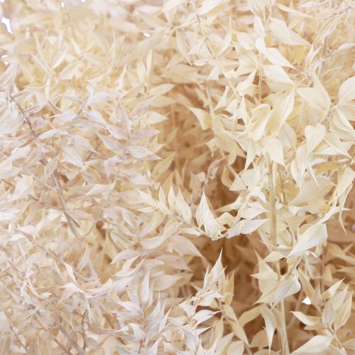 Rami decorativi essiccati di Ruscus Ruscus sbiancato 1kg