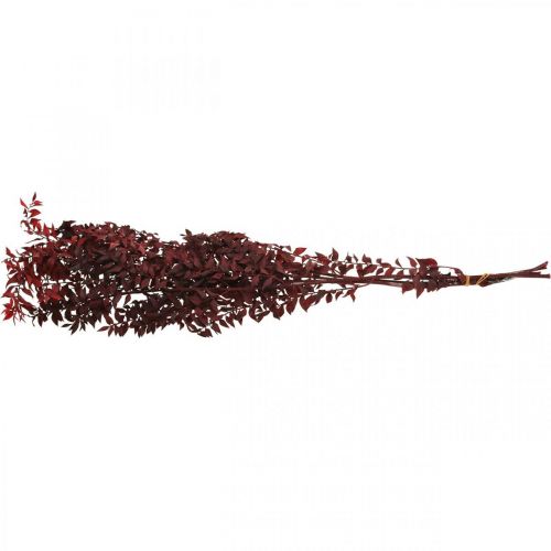 Floristik24 Ruscus essiccato, floristica secca, rosso mirto spinoso L58cm 30g