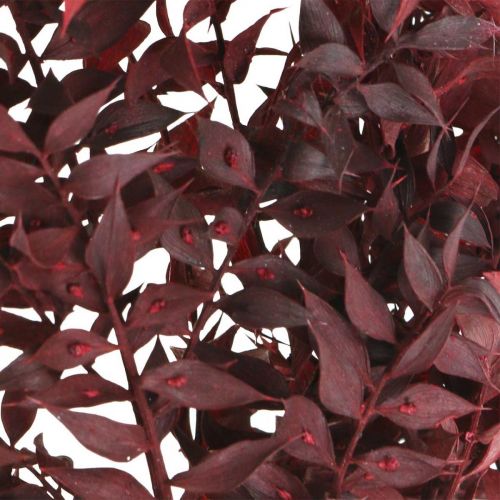 Floristik24 Ruscus essiccato, floristica secca, rosso mirto spinoso L58cm 30g