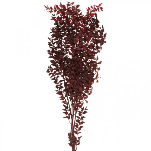 Floristik24 Ruscus essiccato, floristica secca, rosso mirto spinoso L58cm 30g