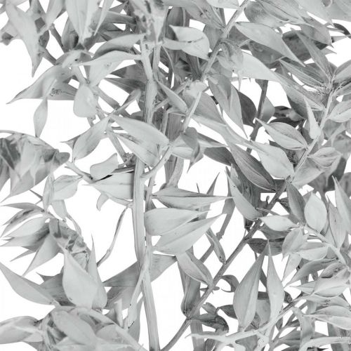 Floristik24 Rametti di Ruscus, pungitopo, Pianta secca Lavato bianco L58cm 80g
