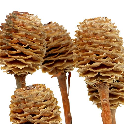 Prodotto Sabulosum 4-6 teste per ramo 25 pz