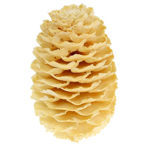 Prodotto Coni Sabulosum sbiancati 500g