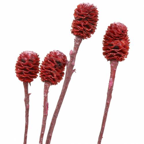 Floristik24 Rami decorativi Sabulosum rosso satinato 4-6 25 pezzi