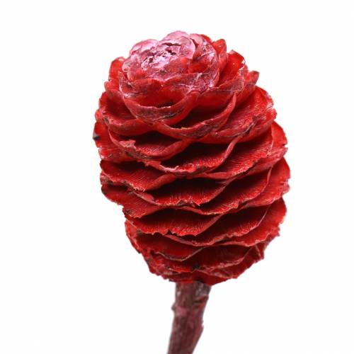 Prodotto Rami decorativi Sabulosum rosso satinato 4-6 25 pezzi