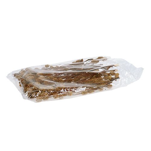 Prodotto Ramo di Salignum leucadendron chiaro fiori sul ramo 25 pz
