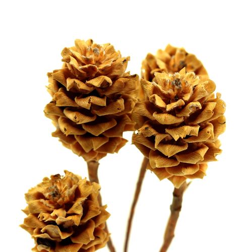 Prodotto Salignum light 4-6 fiori sul ramo Leucadendron 100 pezzi