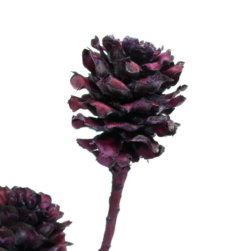Prodotto Rami Salignum con coni Bacca 25 pz