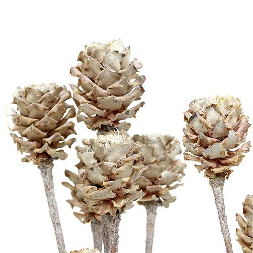 Prodotto Salignum imbiancato protea su gambo 25 pz