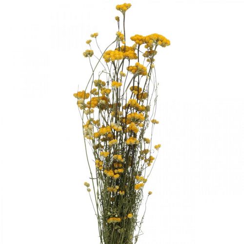 Floristik24 Mazzo di arbusto di curry, fiore giallo essiccato, sole dorato, elicriso italiano L58cm 45g