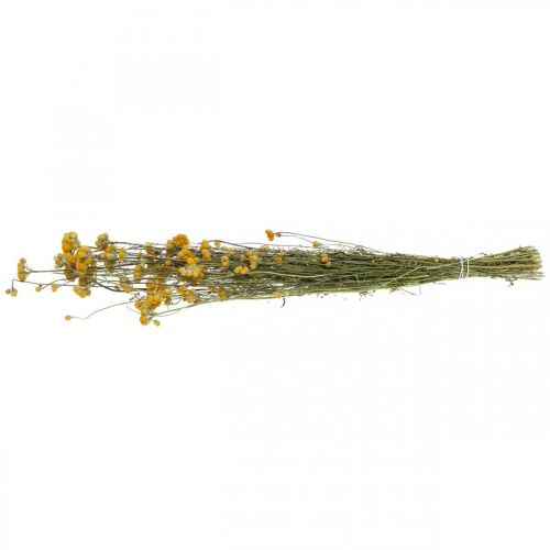 Floristik24 Mazzo di arbusto di curry, fiore giallo essiccato, sole dorato, elicriso italiano L58cm 45g