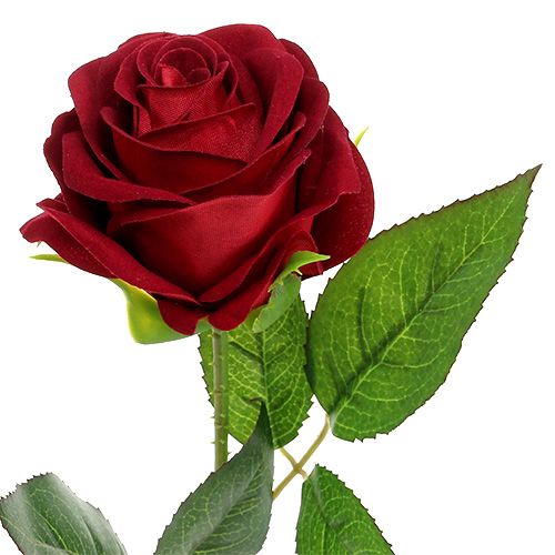 Floristik24 Velluto rosa rosso 65 cm 6 pezzi