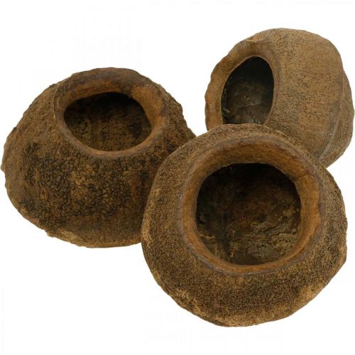 Floristik24 Vaso per piante Paradise Nut Sapucaia naturale Ø14cm H10cm 3 pz