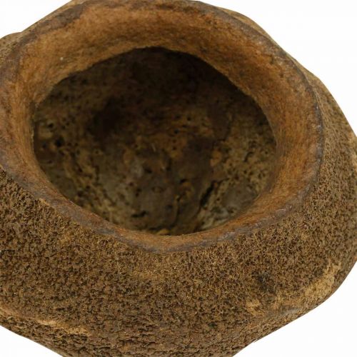 Floristik24 Vaso per piante Paradise Nut Sapucaia naturale Ø14cm H10cm 3 pz