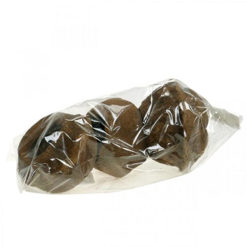 Floristik24 Vaso per piante Paradise Nut Sapucaia naturale Ø14cm H10cm 3 pz