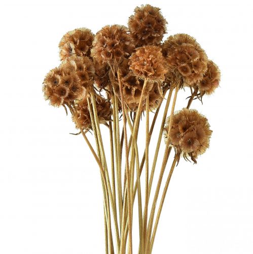 Floristik24 Scabiosa fiori secchi naturali scabiosa essiccati H50cm 100g