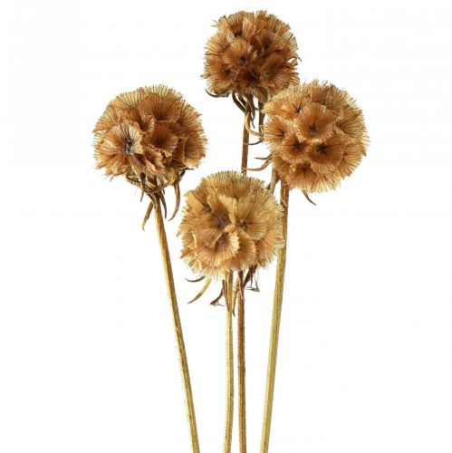 Prodotto Scabiosa fiori secchi naturali scabiosa essiccati H50cm 100g
