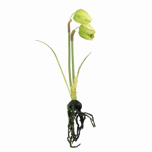Fiore di scacchi verde con radici L30cm