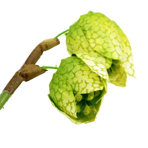 Floristik24 Fiore di scacchi verde con radici L30cm