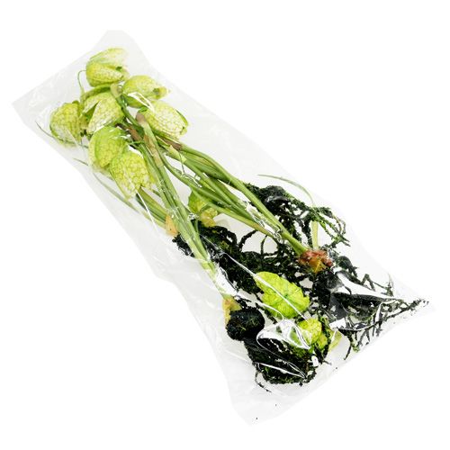 Floristik24 Fiore di scacchi verde con radici L30cm