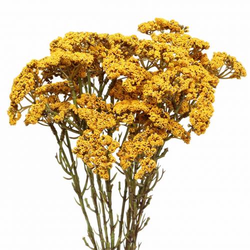 Floristik24 Achillea artificiale giallo 74 cm 3 pezzi