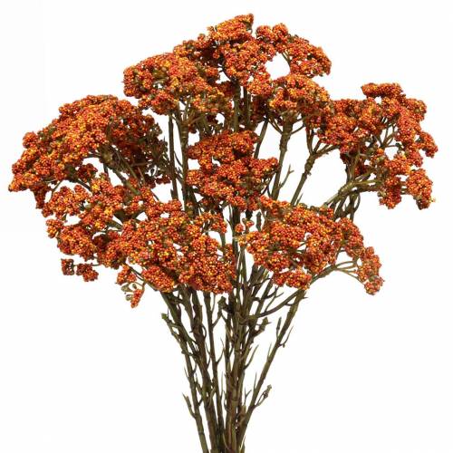 Floristik24 Achillea artificiale arancione 74 cm 3 pezzi