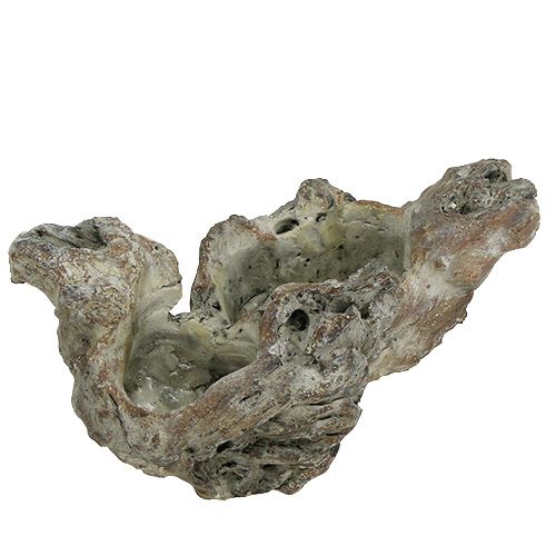 Floristik24 Ciotola in radica di legno 25,5 cm x 14 cm H11,5 cm