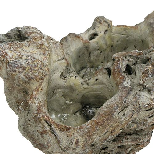 Floristik24 Ciotola in radica di legno 25,5 cm x 14 cm H11,5 cm