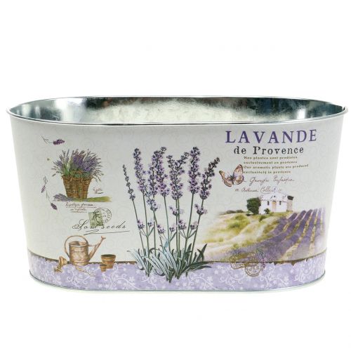 Floristik24 Ciotola per piantagione Lavanda ovale 22,5 cm x 13,5 cm H11 cm