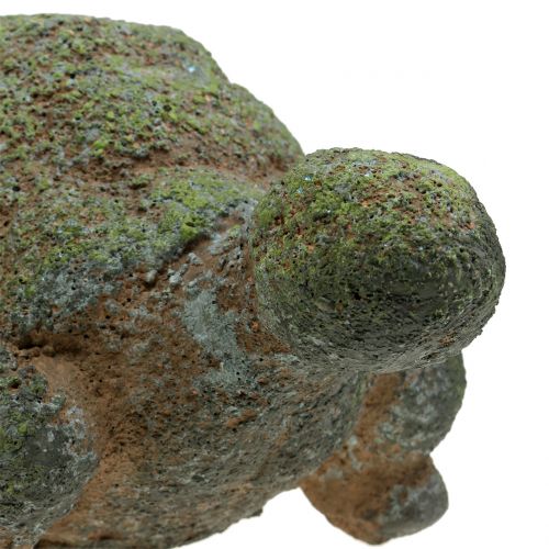 Floristik24 Tartaruga muschiata muschio 30 cm x 18 cm H15 cm