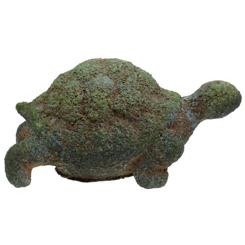Floristik24 Tartaruga muschiata muschio 30 cm x 18 cm H15 cm