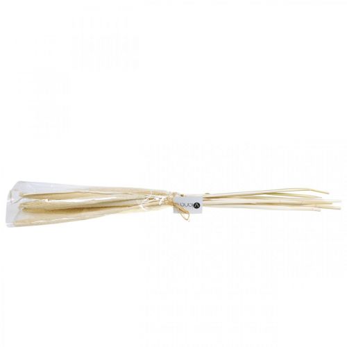 Floristik24 Reed deco Canna graminacee essiccata sbiancata mazzetto H60cm