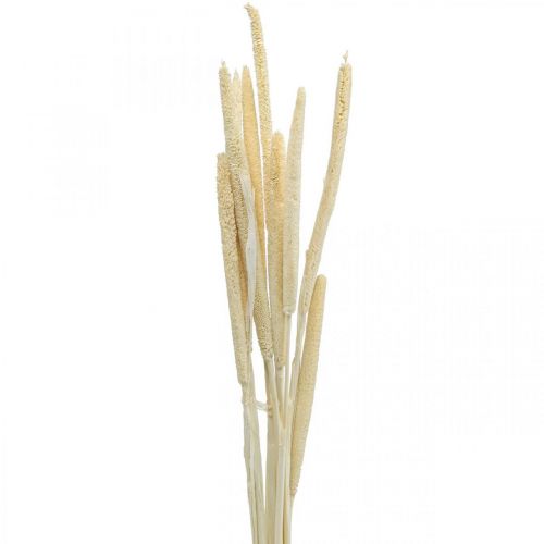 Floristik24 Reed deco Canna graminacee essiccata sbiancata mazzetto H60cm