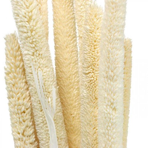 Floristik24 Reed deco Canna graminacee essiccata sbiancata mazzetto H60cm