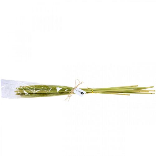 Floristik24 Reed cob deco Reed grappolo verde essiccato H60cm grappolo