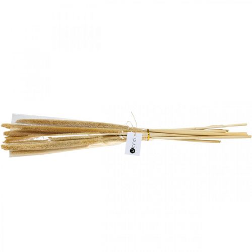 Floristik24 Reed cob deco canneto erba essiccata naturale mazzetto H60cm