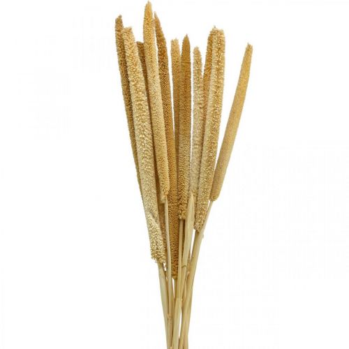 Floristik24 Reed cob deco canneto erba essiccata naturale mazzetto H60cm