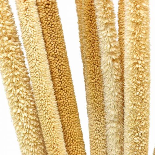 Floristik24 Reed cob deco canneto erba essiccata naturale mazzetto H60cm