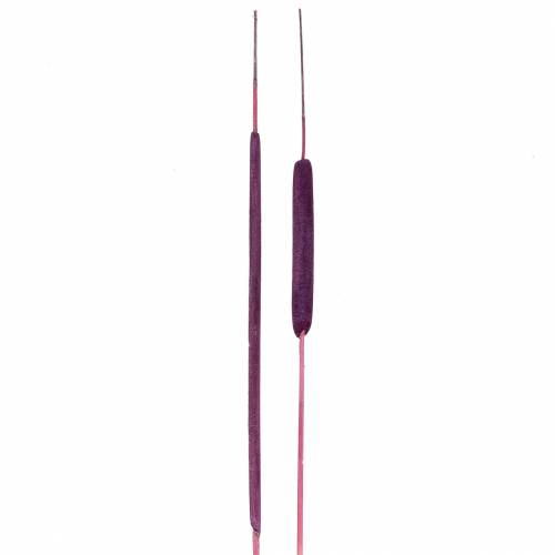 Mix di bulbi a lamella viola, lavati di bianco 100 pz