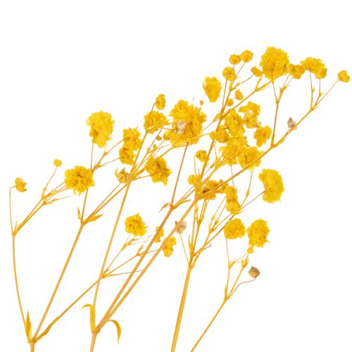 Prodotto Bouquet di fiori secchi con gypsophila. Rami fioriti decorativi adatti per decorazioni da tavola stagionali. 70 cm.