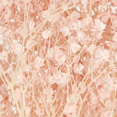 Prodotto Decorazione Gypsophila Arancio Erbe secche Pesca 65-70cm 100g