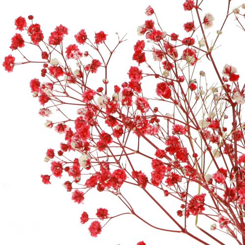 Floristik24 Gypsophila Gypsophila Fiori secchi Rossi 50 cm 55 g