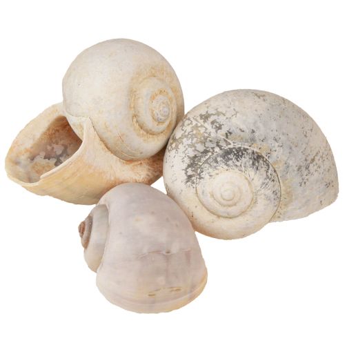 Floristik24 Decorazione lumaca Conchiglie di lumaca di terra naturale vuote 500g