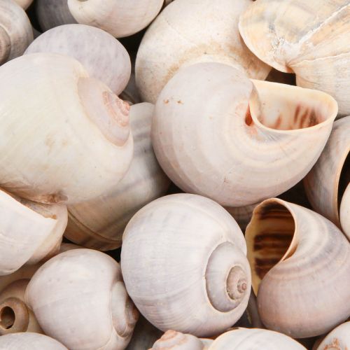 Floristik24 Decorazione lumaca Conchiglie di lumaca di terra naturale vuote 500g