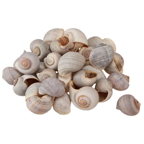 Floristik24 Decorazione lumaca Conchiglie di lumaca di terra naturale vuote 500g