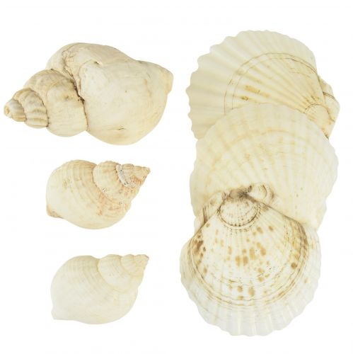 Floristik24 Decorazione con guscio di lumaca Decorazione da tavola marittima bianca naturale 350g
