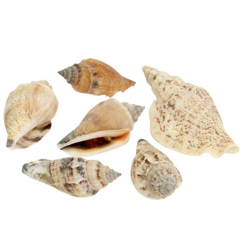 Floristik24 Gusci di lumache natura 815g