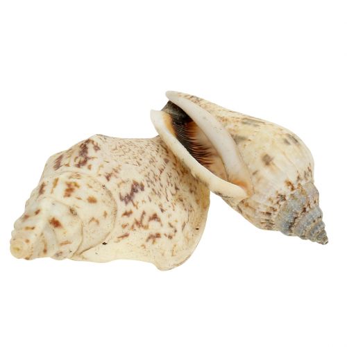 Floristik24 Gusci di lumache natura 815g